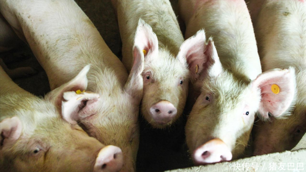 中国股票配资网官方网站 猪价下跌7.5%，7月要“下跌”到月底？附：7月19日猪价